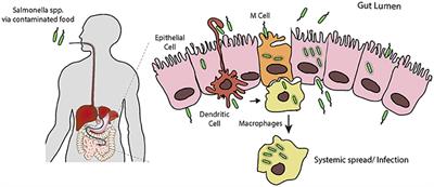 Swiss Army Pathogen: The Salmonella Entry Toolkit